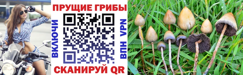 KRAKEN вход  Богородск  Псилоцибиновые грибы Psilocybe  закладки 